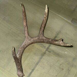 1 deer antler